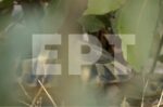 Εισαγγελική έρευνα για κακοποιημένες χελώνες στη Θεσσαλονίκη
