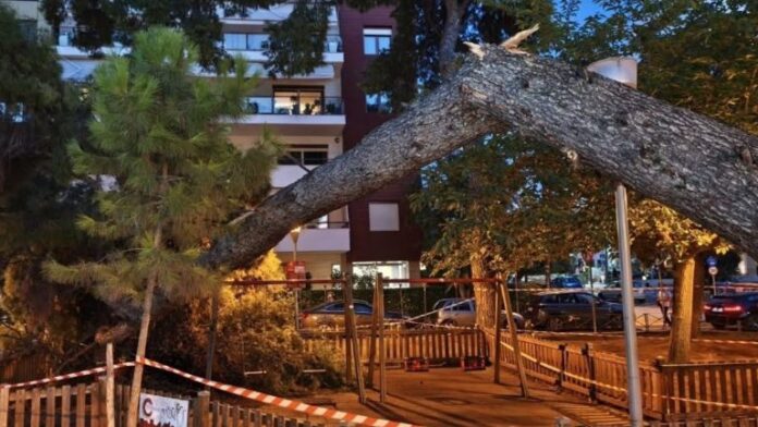 Δήμαρχος Καλαμαριάς: Άμεση και πλήρη διερεύνηση των συνθηκών της πτώσης του δέντρου