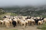 Π.Ε. Ιωαννίνων: Ενημέρωση για τις μετακινήσεις αιγοπροβάτων