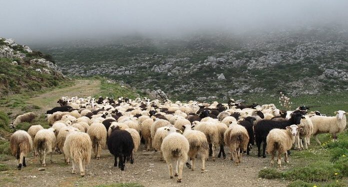 Π.Ε. Ιωαννίνων: Ενημέρωση για τις μετακινήσεις αιγοπροβάτων