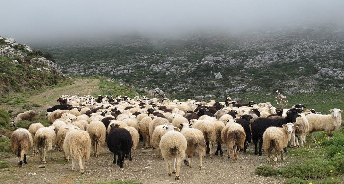 Π.Ε. Ιωαννίνων: Ενημέρωση για τις μετακινήσεις αιγοπροβάτων