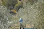 Αγροτικές επενδύσεις 262,6 εκατ. ευρώ: Οι νέες προθεσμίες για ελαιοπαραγωγούς και αλιείς