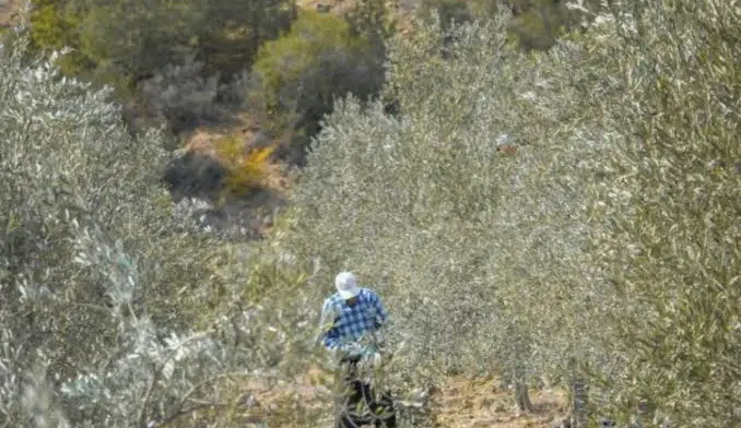 Αγροτικές επενδύσεις 262,6 εκατ. ευρώ: Οι νέες προθεσμίες για ελαιοπαραγωγούς και αλιείς