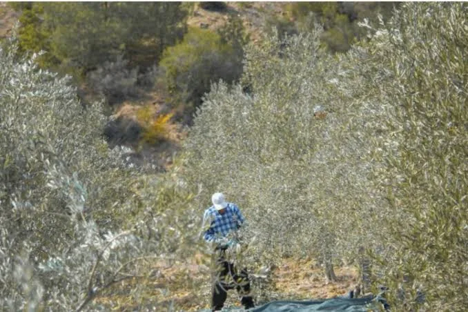 Αγροτικές επενδύσεις 262,6 εκατ. ευρώ: Οι νέες προθεσμίες για ελαιοπαραγωγούς και αλιείς