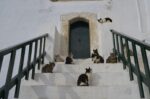 Βρετανίδα υιοθέτησε δύο γατάκια στην Ελλάδα που είδε στον δρόμο – «Το κάνεις για τον εαυτό σου ή το κάνεις για τη γάτα;», λέει ειδικός
