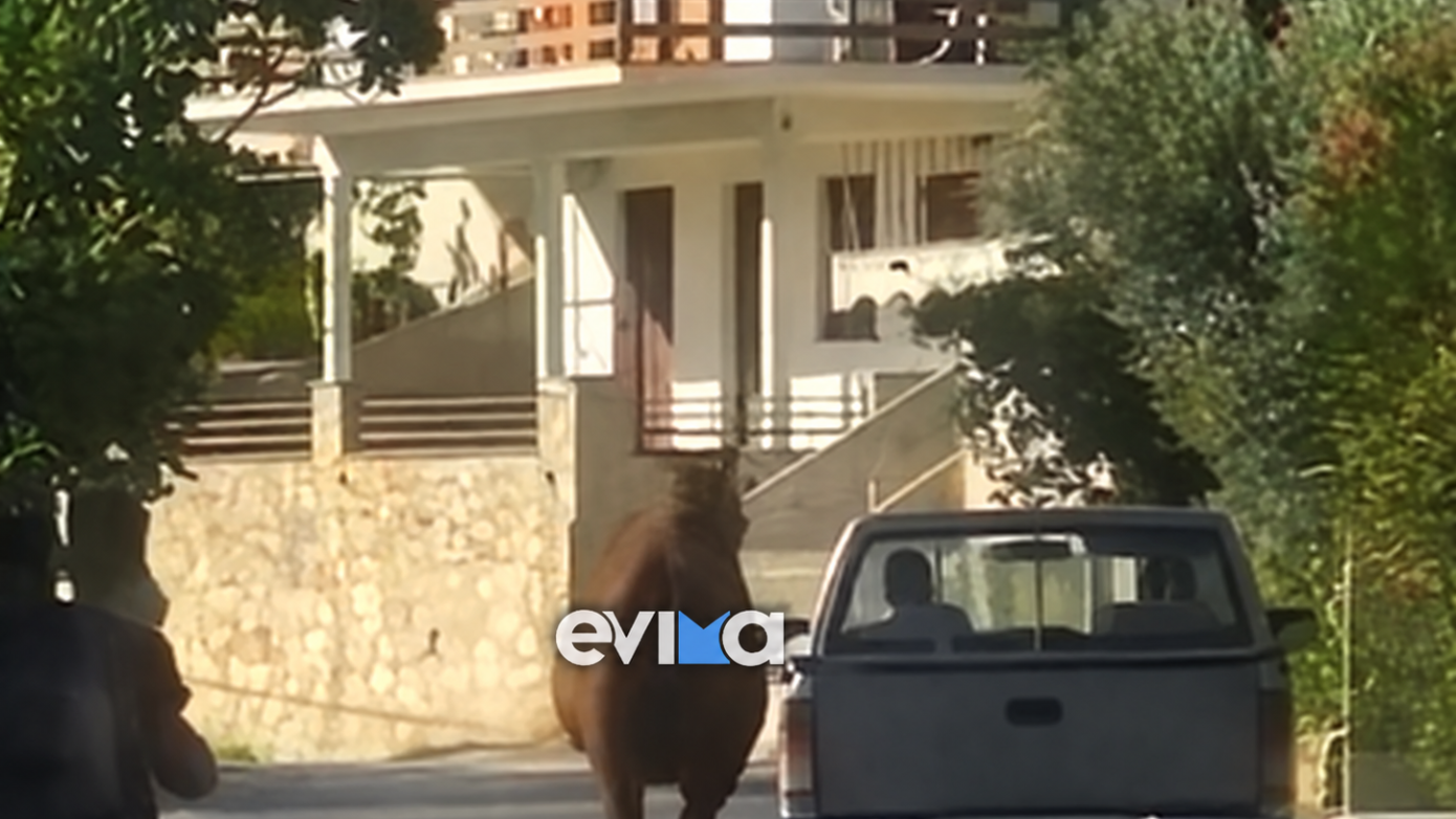 Εύβοια: Τραυματισμένο άλογο δεμένο από το πόδι σε καρότσα αγροτικού – Βίντεο προκάλεσε οργή