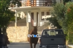 Εύβοια: Τραυματισμένο άλογο δεμένο από το πόδι σε καρότσα αγροτικού – Βίντεο προκάλεσε οργή
