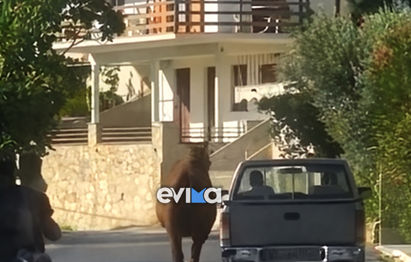 Εύβοια: Τραυματισμένο άλογο δεμένο από το πόδι σε καρότσα αγροτικού – Βίντεο προκάλεσε οργή