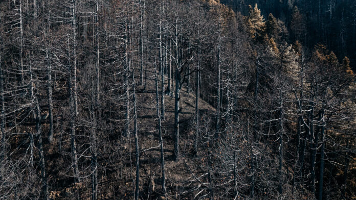 Κόνιτσα: 16 μέρες φωτιάς άφησαν πίσω τους πληγή 10.000 στρεμμάτων και αρχαίο δάσος υπό εξαφάνιση