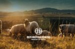 Περιφέρεια Κρήτης: Παρατείνονται τα προληπτικά μέτρα για την ευλογιά των αιγοπροβάτων