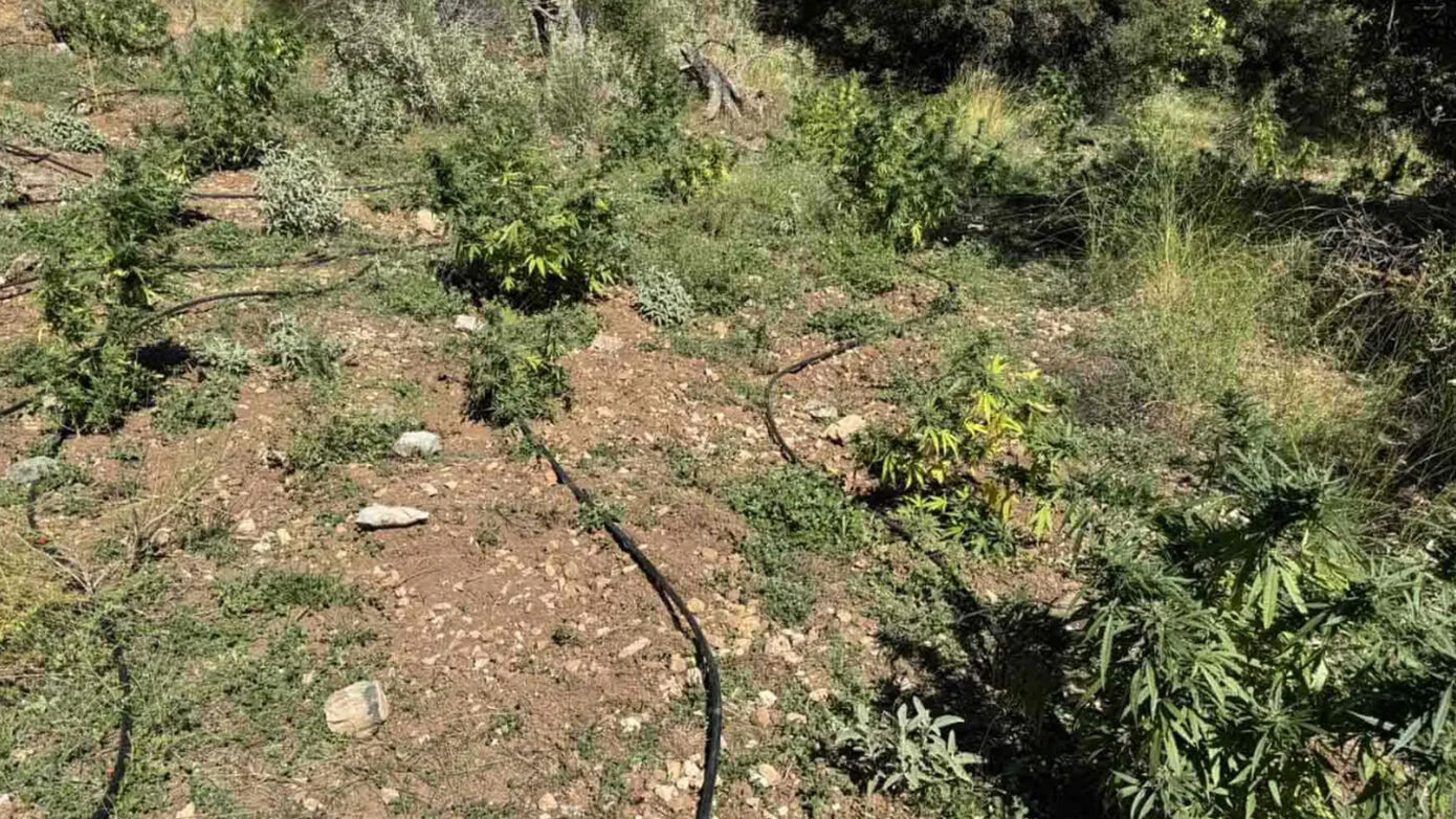 Αχαΐα: Εντοπίστηκε φυτεία με 330 δενδρύλλια κάνναβης σε δάσος – Άπλωσαν 50 κιλά για αποξήρανση (φωτό)