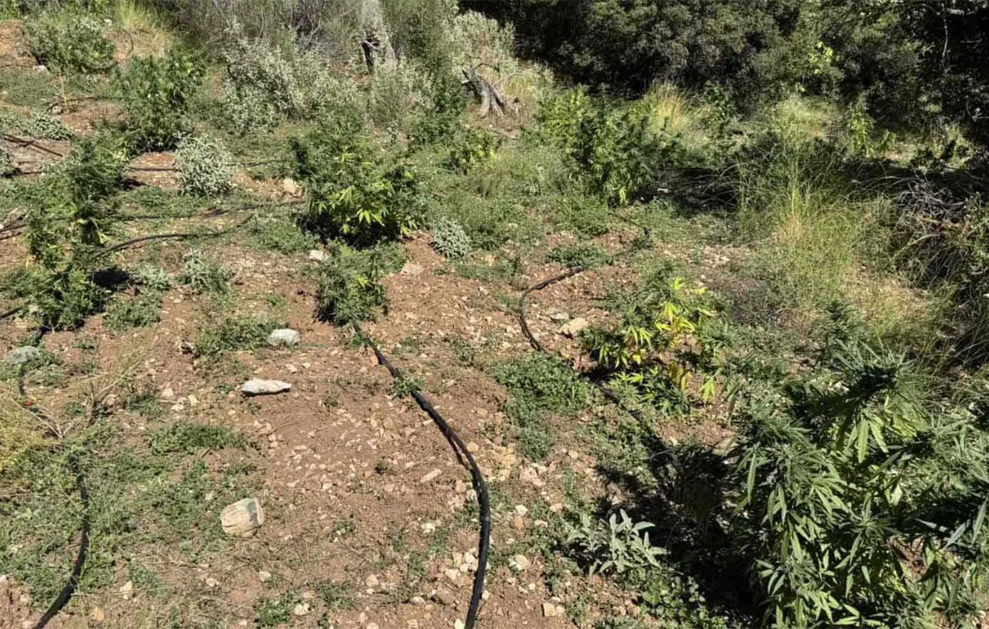 Αχαΐα: Εντοπίστηκε φυτεία με 330 δενδρύλλια κάνναβης σε δάσος – Άπλωσαν 50 κιλά για αποξήρανση (φωτό)