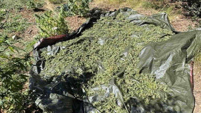 Μεσσηνία: 46χρονος συντηρούσε φυτεία με 505 δενδρύλλια κάνναβης – Πάνω από 500.000 ευρώ το προσδοκώμενο κέρδος