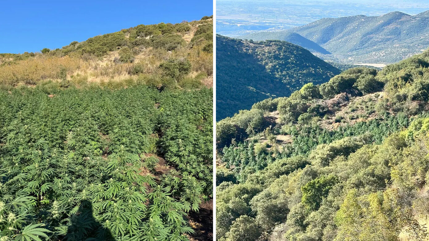 Λάρισα: Εντοπίστηκε φυτεία με 812 δενδρύλλια κάνναβης σε δυσπρόσιτο δάσος – Βίντεο και φωτογραφίες