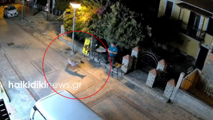 Χαλκιδική: Λύκος εμφανίστηκε στη Νικήτη και φοβήθηκε όταν είδε άνθρωπο – Βίντεο