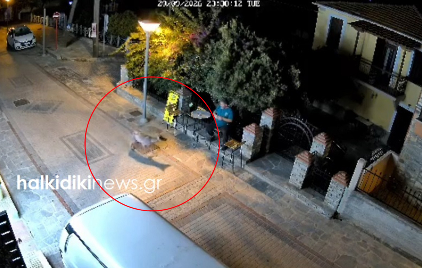 Χαλκιδική: Λύκος εμφανίστηκε στη Νικήτη και φοβήθηκε όταν είδε άνθρωπο – Βίντεο
