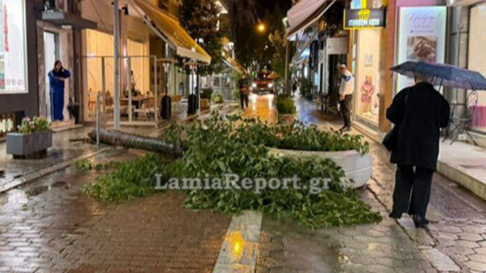 Λαμία: Άκουσε τον θόρυβο και γλίτωσε την τελευταία στιγμή, όταν μεγάλο δέντρο έπεσε σε πεζόδρομο