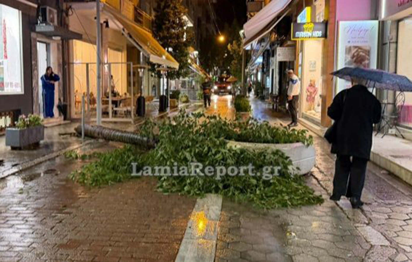 Λαμία: Άκουσε τον θόρυβο και γλίτωσε την τελευταία στιγμή, όταν μεγάλο δέντρο έπεσε σε πεζόδρομο