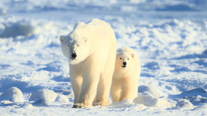 Παγκόσμια Ημέρα των Ζώων: Η κλιματική αλλαγή θέτει σε κίνδυνο την επιβίωση ειδών – «Αλυσιδωτές οι επιπτώσεις»