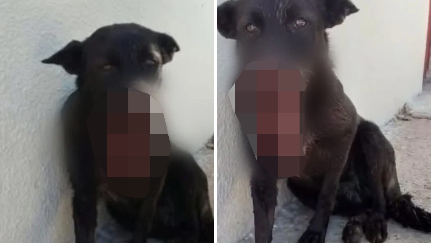 Ανδραβίδα: Σκύλος βρέθηκε πυροβολημένος στο πρόσωπο – Ανησυχία για δεύτερο ζώο που αγνοείται