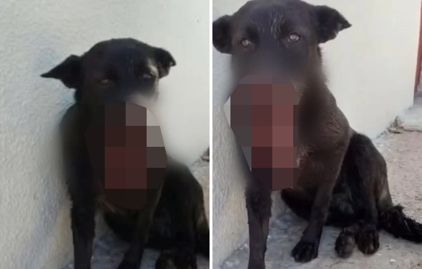 Ανδραβίδα: Σκύλος βρέθηκε πυροβολημένος στο πρόσωπο – Ανησυχία για δεύτερο ζώο που αγνοείται