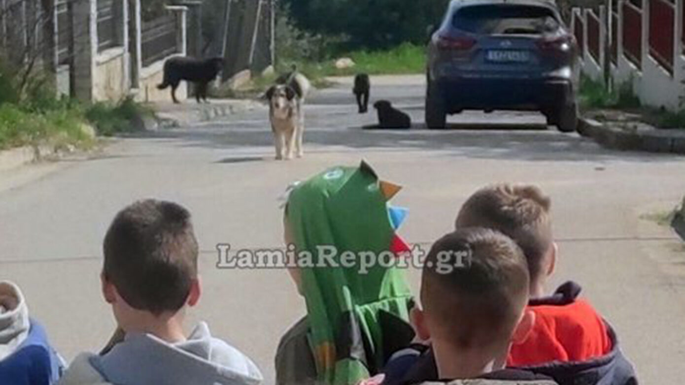 Λαμία: Μητέρα στο νοσοκομείο μετά από επίθεση αδέσποτου έξω από νηπιαγωγείο – Αγανάκτηση για τα σκυλιά
