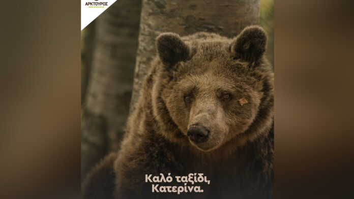 Νυμφαίο: Ο Αρκτούρος αποχαιρετά την ατίθαση αρκούδα Κατερίνα
