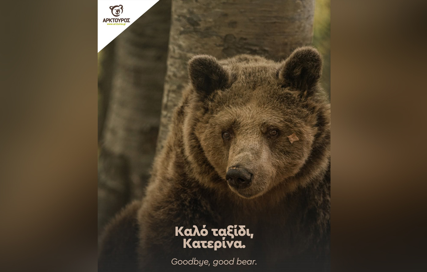 Νυμφαίο: Ο Αρκτούρος αποχαιρετά την ατίθαση αρκούδα Κατερίνα