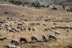 Περιφέρεια Ηπείρου: Αρχίζουν οι έλεγχοι για την ευλογιά των αιγοπροβάτων