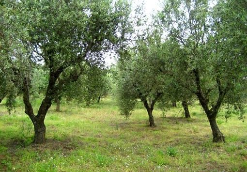 Γιαννιτσά: Μαθητές και δήμος Πέλλας φυτεύουν ελιές σε πάρκο και δημιουργούν ελαιώνα